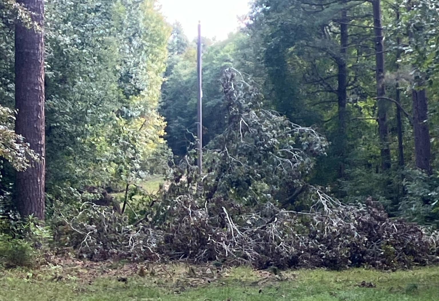 Tree Clearance Work