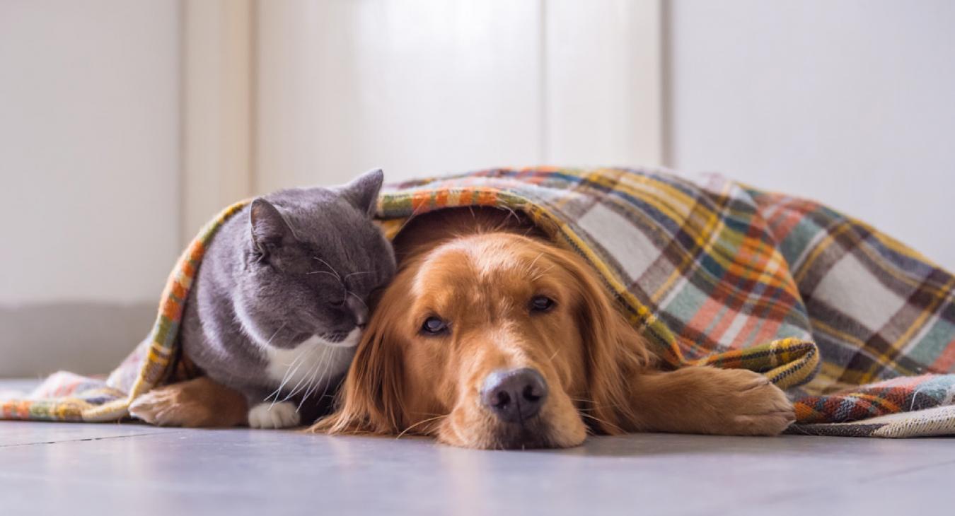 cat and dog snuggling under a blanket